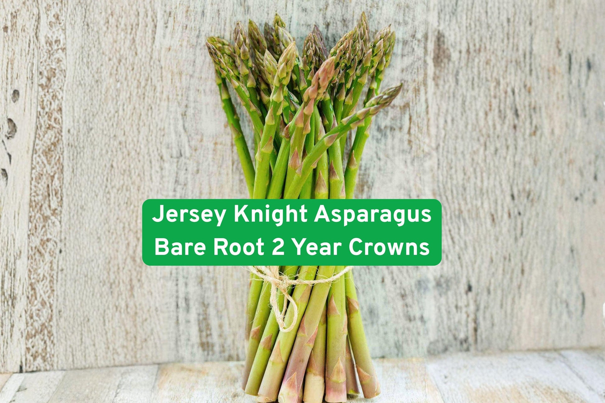 Jersey Knight Asparagus Crowns 2-Year Bare Root | Asparagus officinalis | High-Yield, Disease-Resistant, Perennial Vegetable