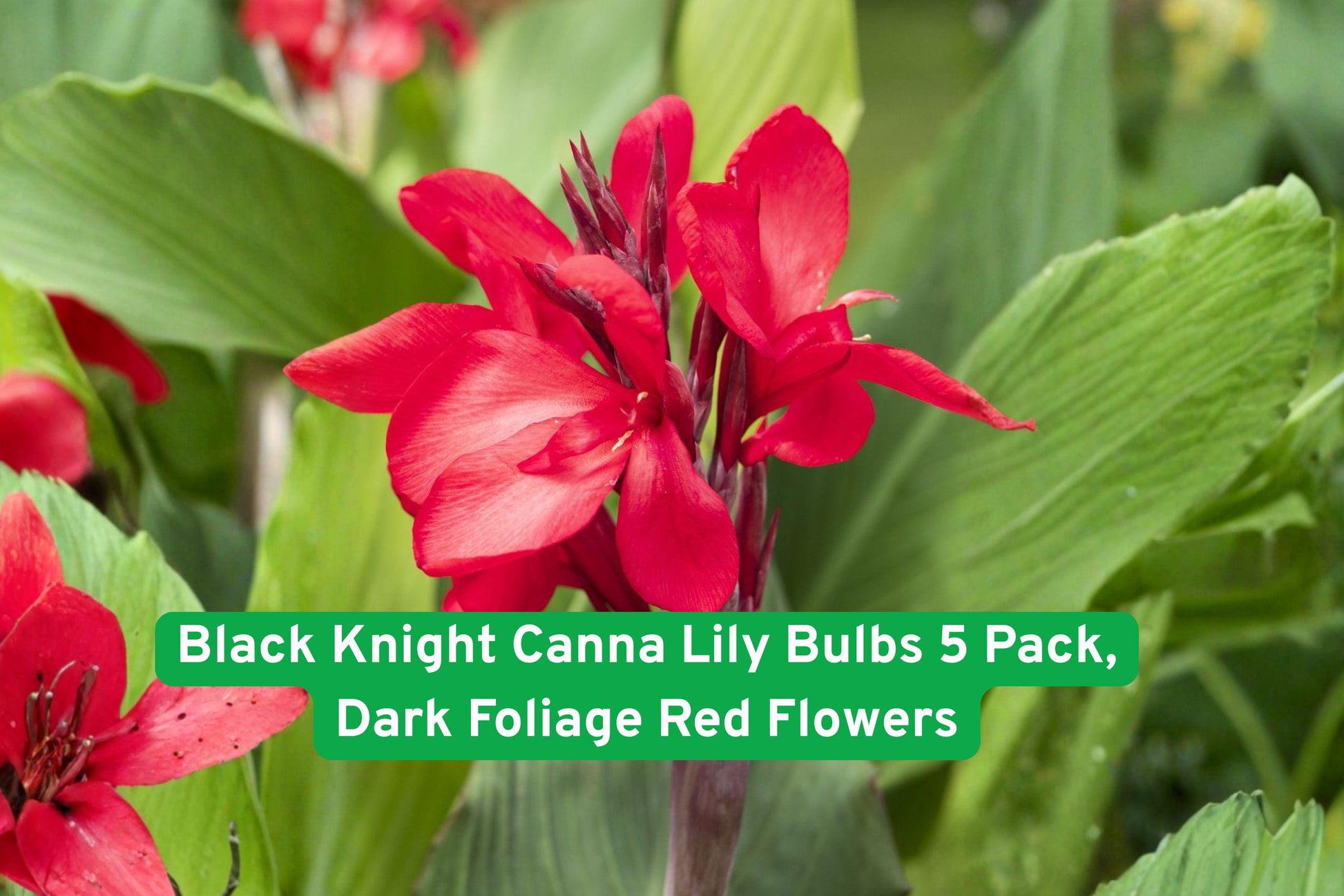 Black Knight Canna Lily Bulbs 5 Pack | Dark Foliage Red Flowers | Canna indica | Tropical Garden Plant