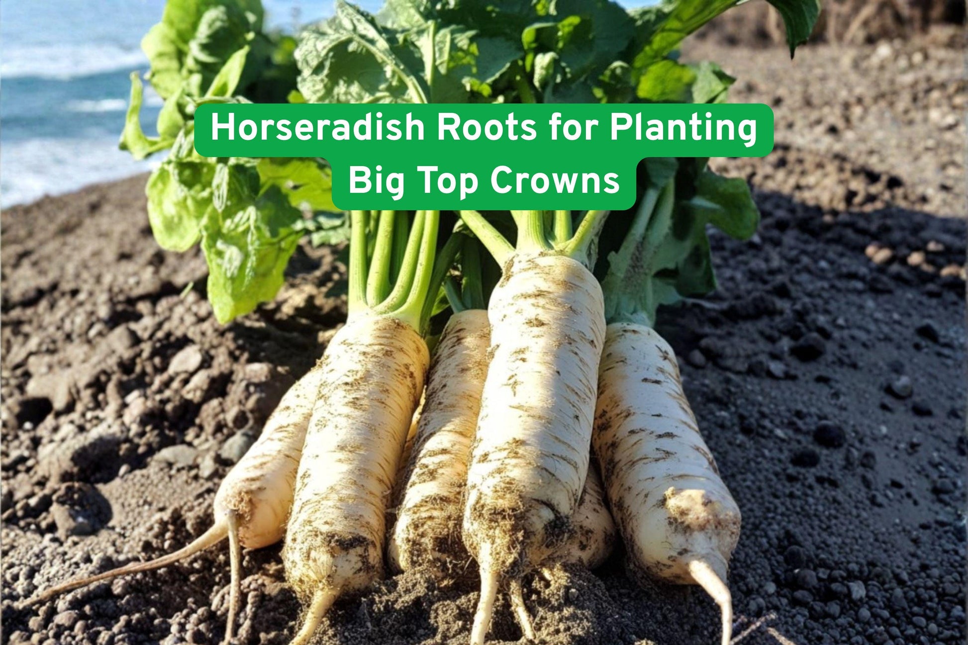 Horseradish Roots for Planting - Big Top Variety - Armoracia rusticana - Easy-Grow Edible Crop for Home Gardens and Cooking