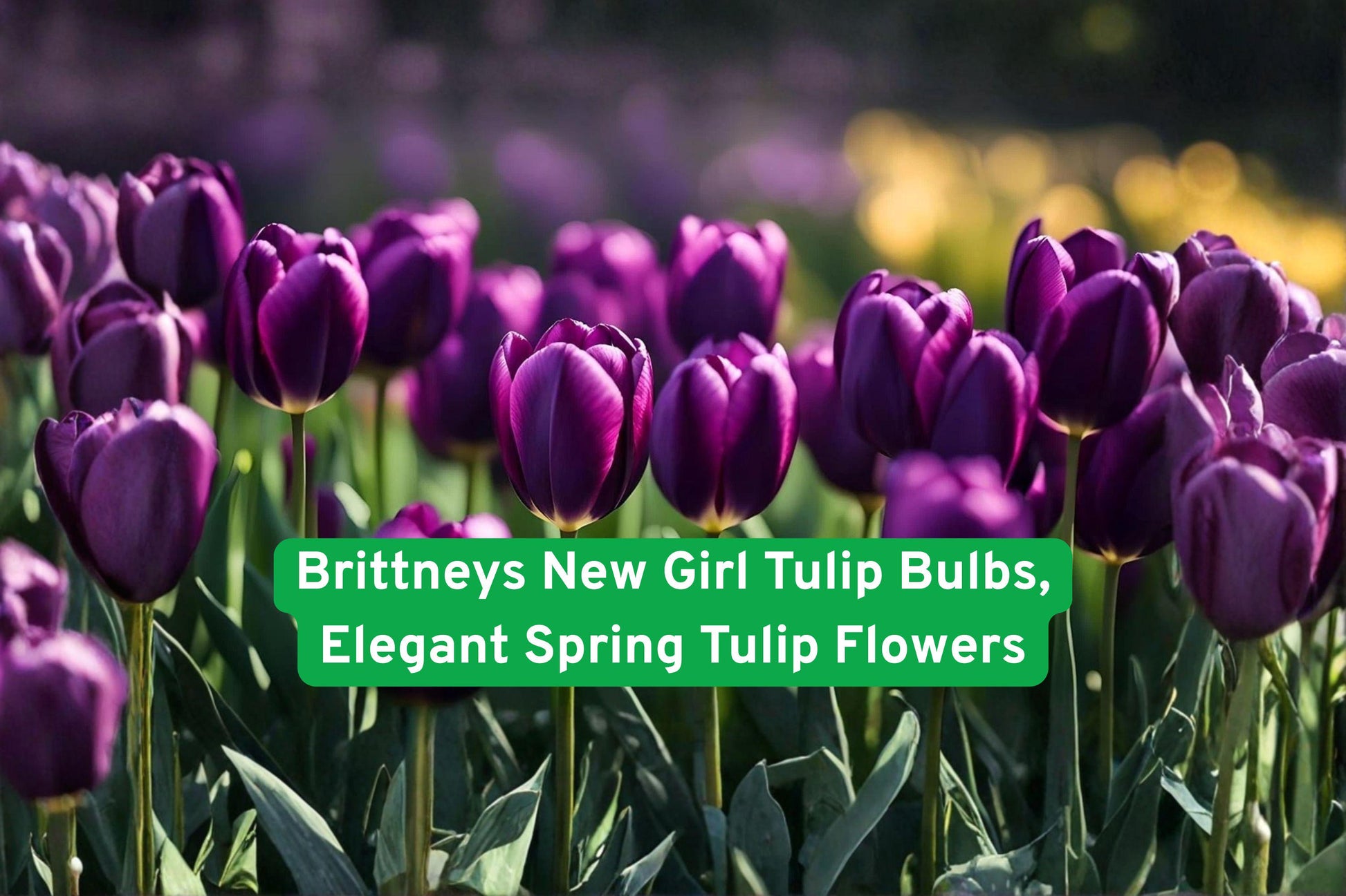 Brittney's New Girl Tulip Bulbs - Spring Blooming Flowers for Garden Beds & Borders - Tulipa spp. - Easy to Grow, Elegant Color