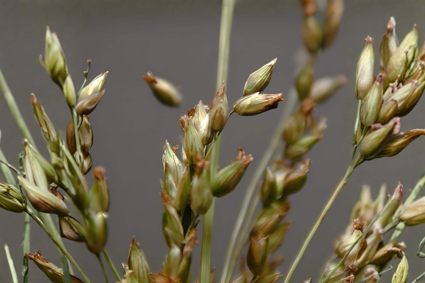 Fowl Bluegrass Seeds (100) | Native Wetland Grass for Erosion Control | Poa palustris