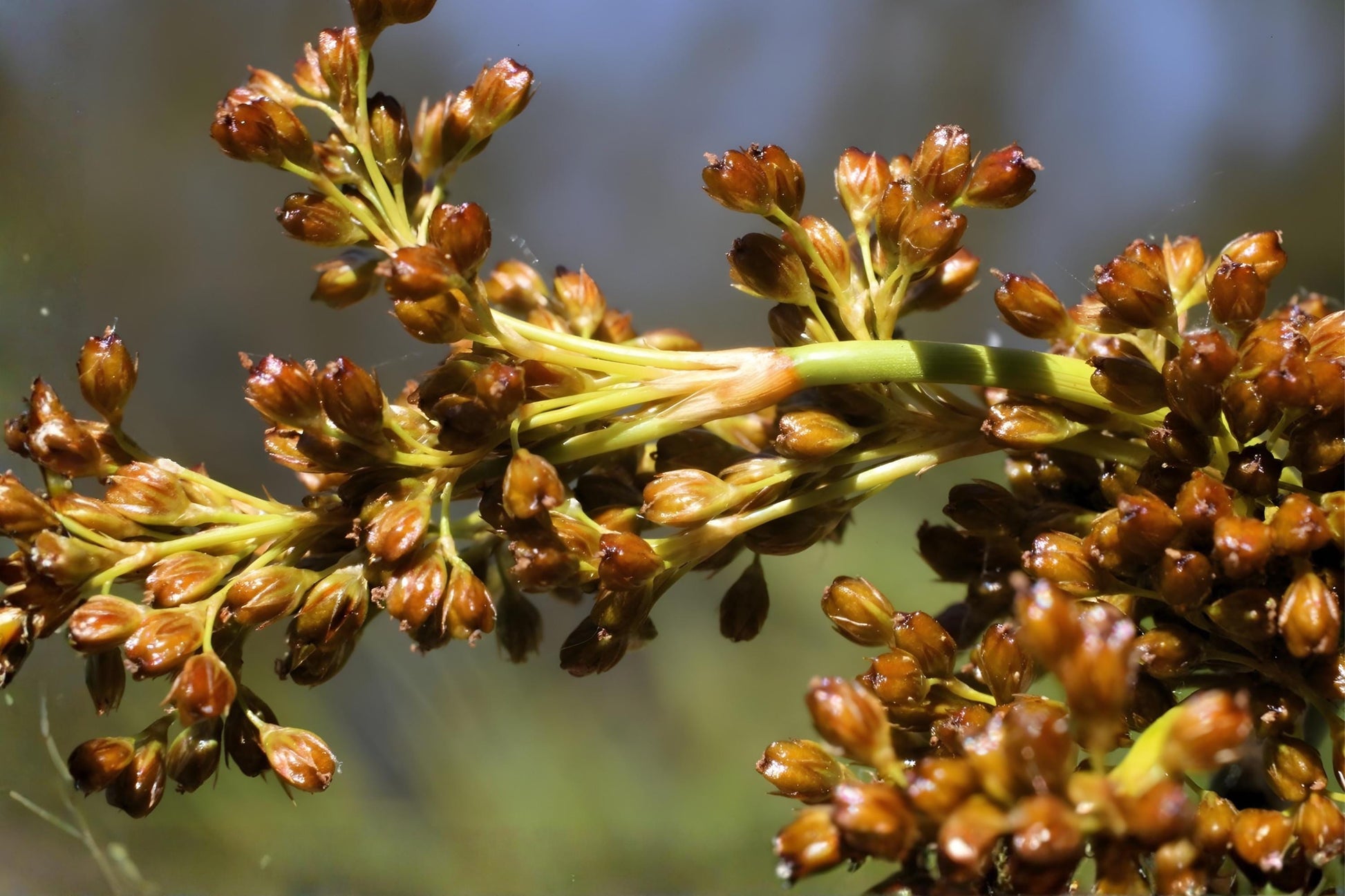 Soft Rush Seeds (100) - Juncus Effusus - Elegant Wetland Plant for Erosion Control and Habitat Restoration