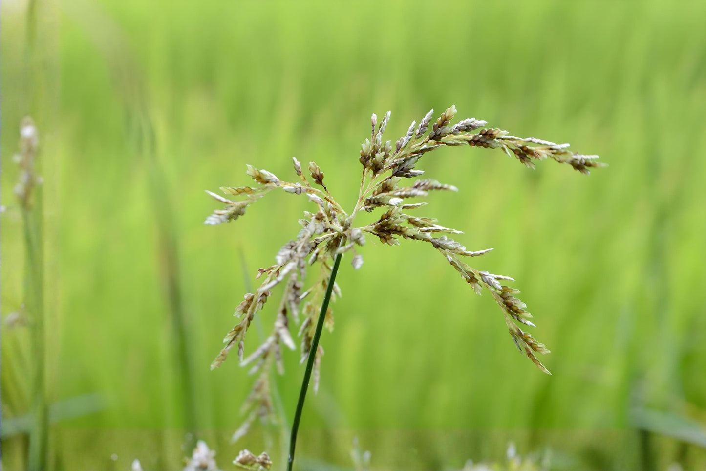 Smooth Panicgrass Seeds (100) | Native Panicum Grass | Erosion Control, Wildlife Habitat | Panicum dichotomiflorum