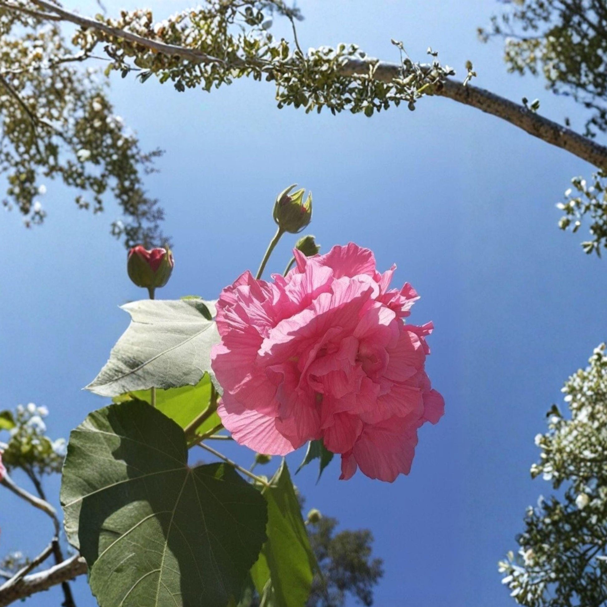 Hibiscus mutabilis Confederate Rose Cuttings – Color-Changing Blooms, Unrooted Stems for Ornamental Garden Shrub