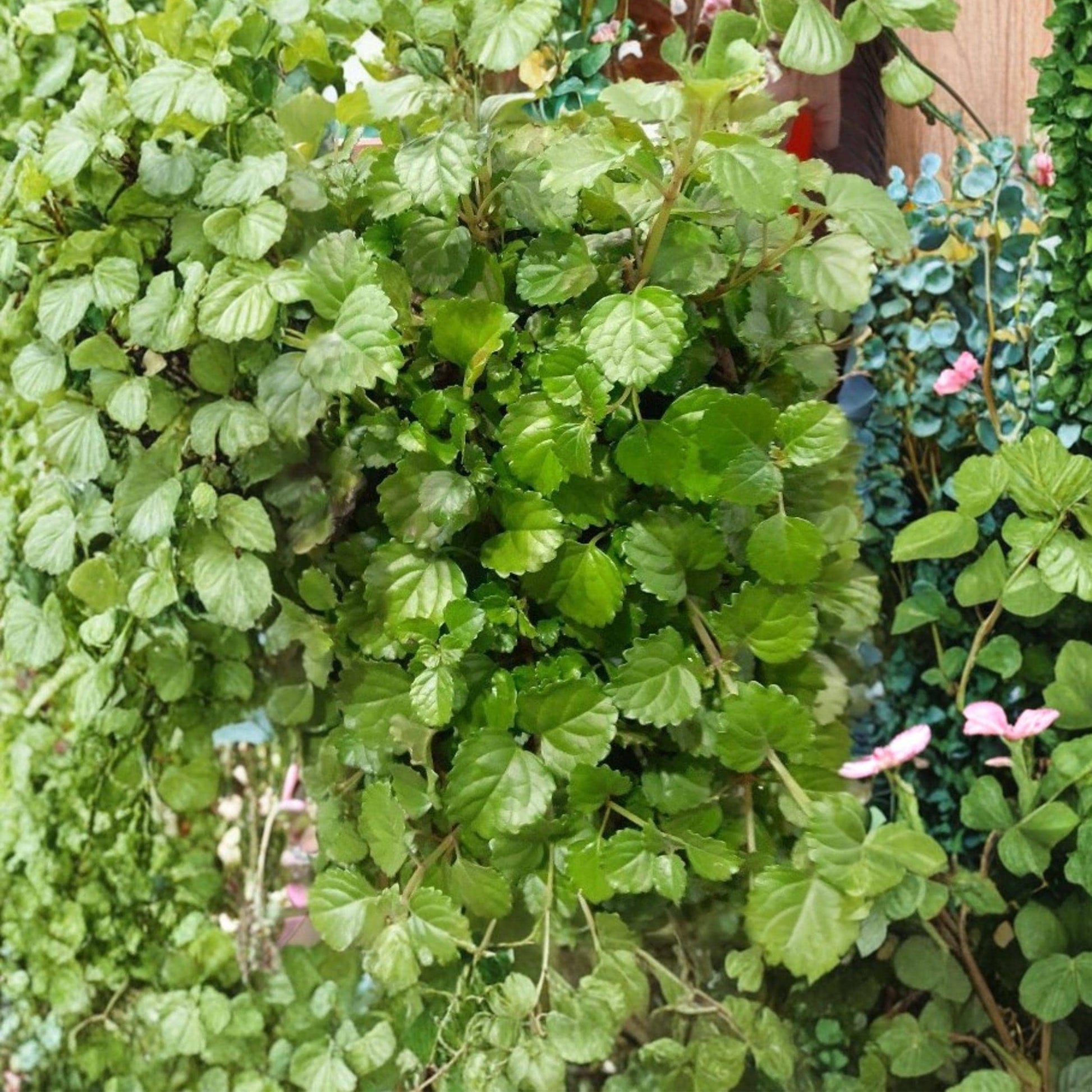 Swedish Ivy Cuttings - 5 Unrooted Stems 10 cm - Plectranthus verticillatus - Trailing Houseplant for Hanging Baskets