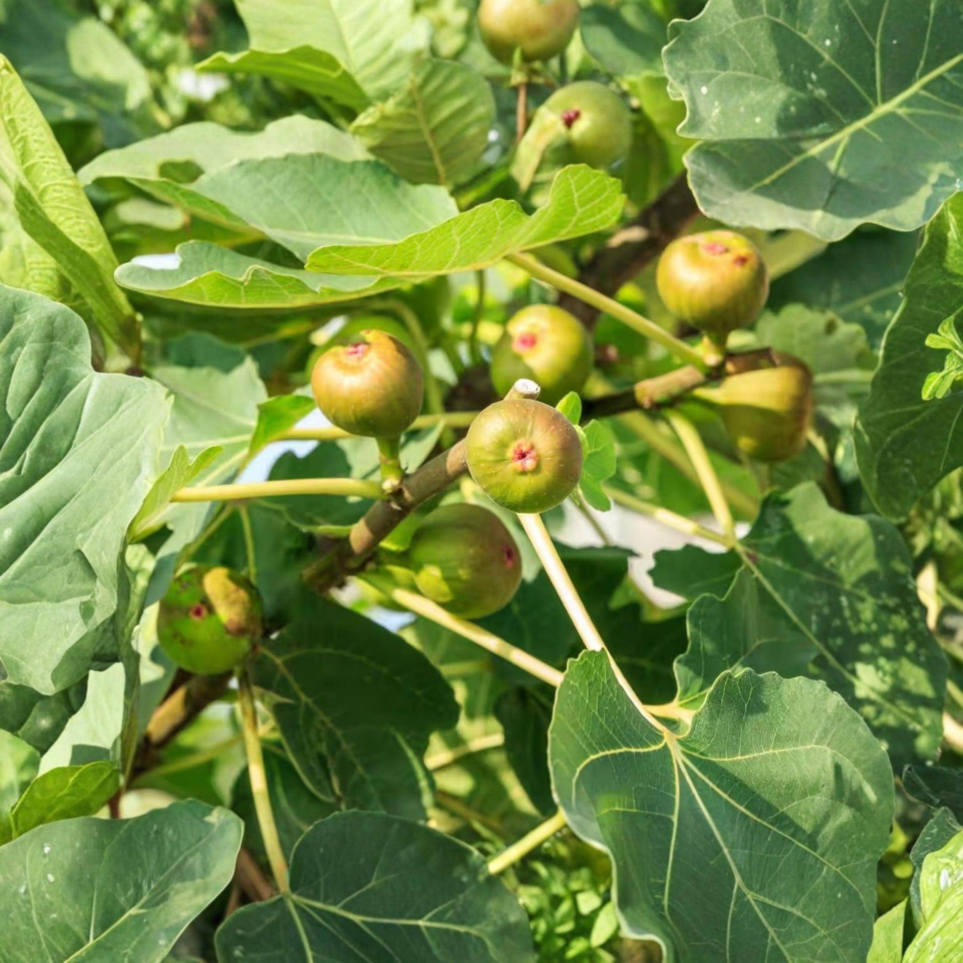 Celeste Fig Tree Plant - Compact Ficus Carica Starter Plant for Garden or Container Growing, Sweet Fruit, 5-14 Inches