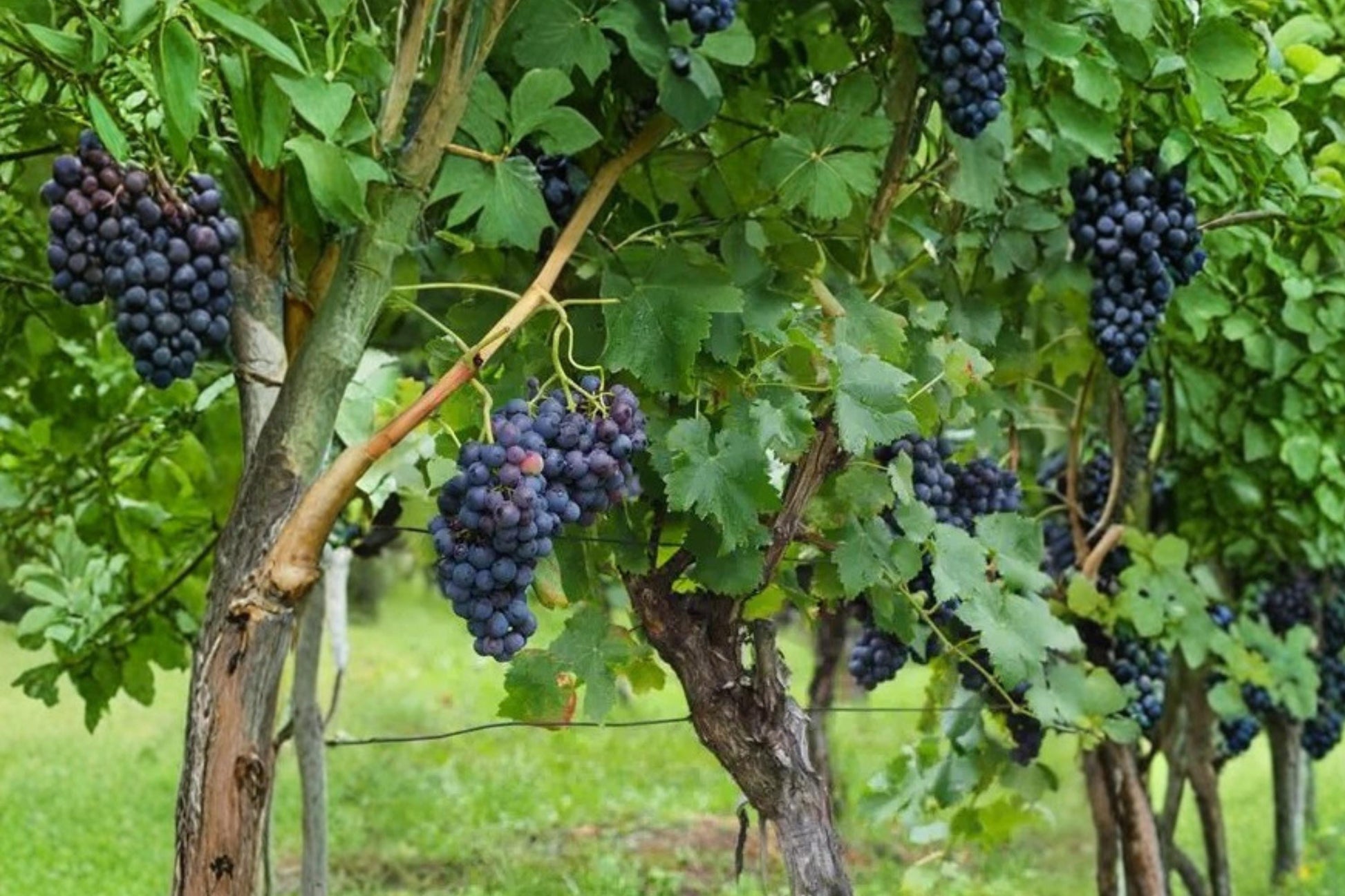 Grape Vine Seeds - 50+ Vitis vinifera - Edible Fruit-Bearing Climbing Plant, Perfect for Bonsai or Garden Growth