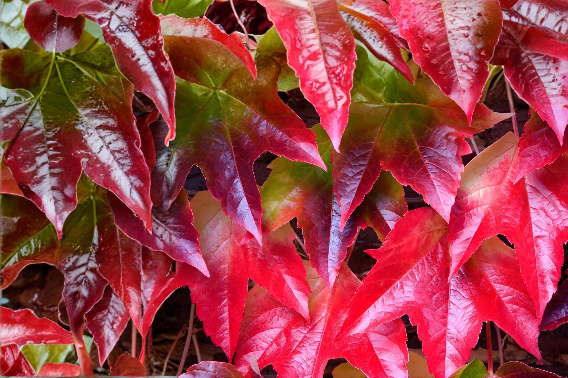Boston Ivy Seeds | 10 Pack | Parthenocissus tricuspidata | Fast-Growing Climbing Vine with Lush Green Leaves