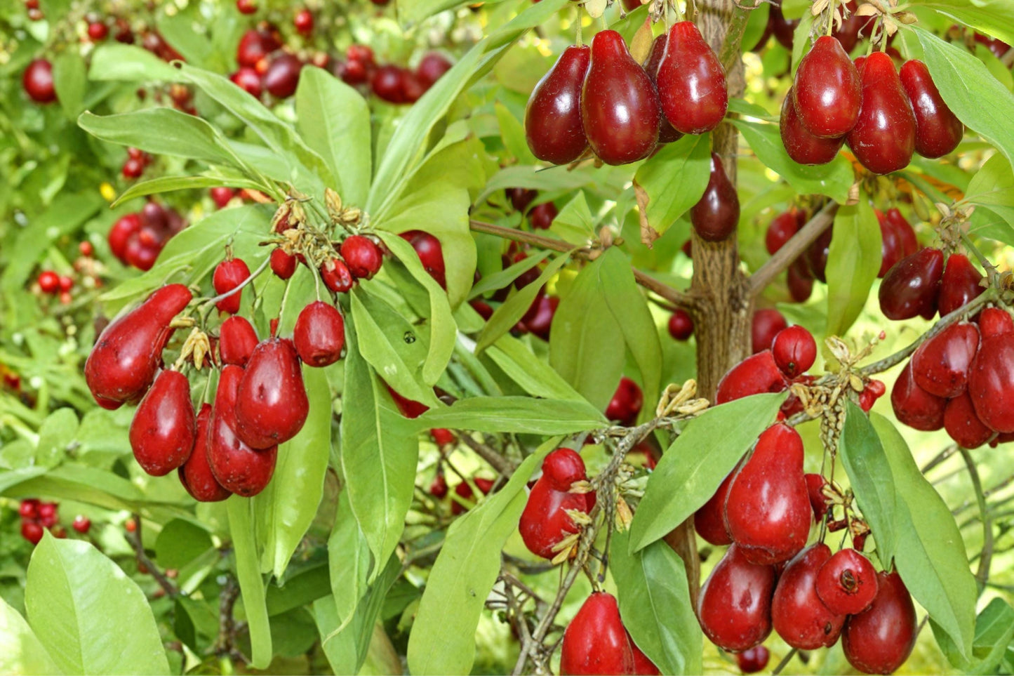 Cornelian Cherry Seeds 30 Count - Cornus mas Edible Fruit Shrub - Early Flowers, Red Fruit, Hardy Garden Plant