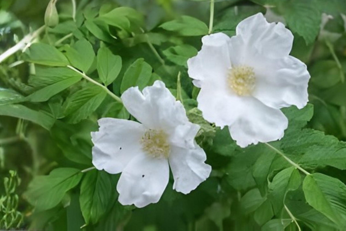 White Rugosa Rose Seeds (25) | Fragrant Coastal Rose | Rosa rugosa alba | Hardy, Pure White Blooms for Gardens & Hedges