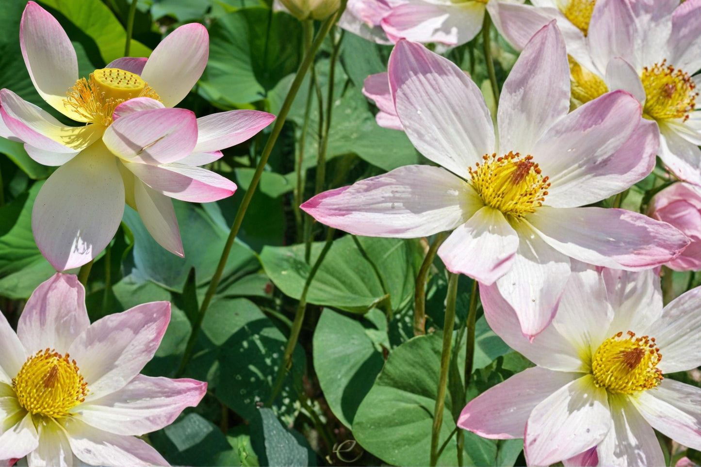 Sacred Lotus Seeds - 10 Pack - Nelumbo nucifera Aquatic Plant for Ponds & Water Gardens - Ornamental Flower Seeds