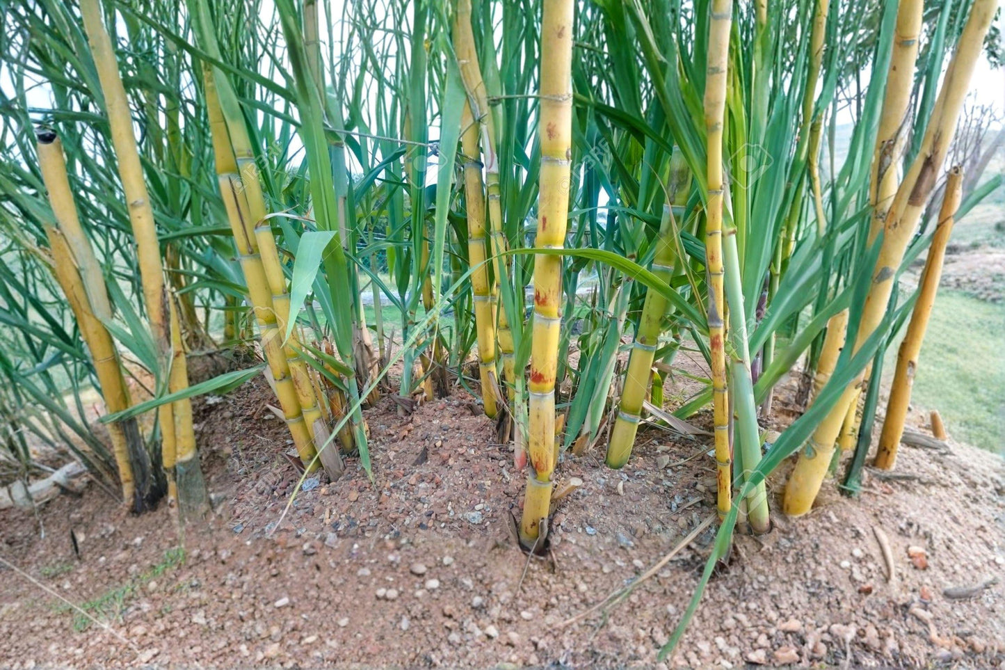 Yellow Sugarcane Plant – Saccharum officinarum – Edible Tropical Grass for Home Growing and Container Cultivation