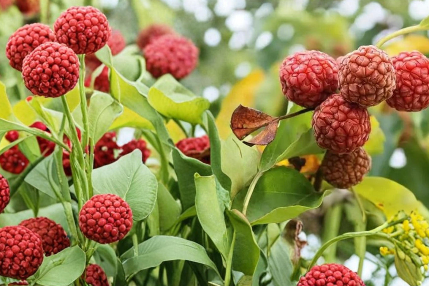 Mandarin Melon Tree Seeds - 10 Pack - Maclura tricuspidata - Unique Deciduous Fruit Tree for Edible Landscapes