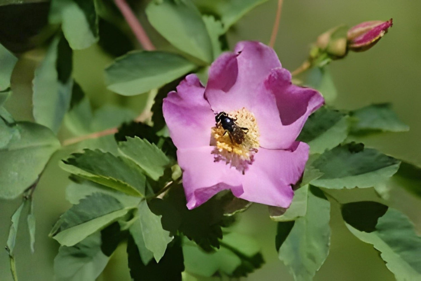 Woods' Rose Seeds (25) - Rosa woodsii - Hardy Native Wild Rose with Pink Blooms & Fragrance for Hedges & Pollinator Gardens