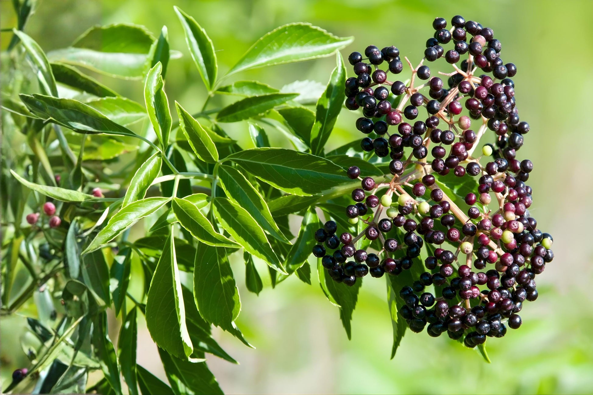 American Elderberry Seeds (50) | Sambucus canadensis | Fast-Growing Shrub for Wildlife Gardens and Edible Landscapes
