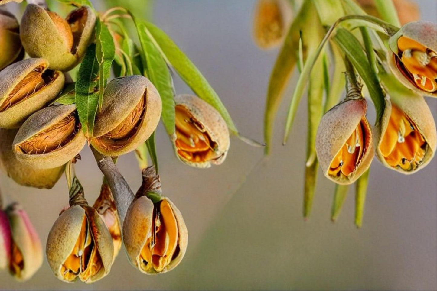 Almond Tree Seeds - 20 Count - Edible Nut Variety - Prunus dulcis - Deciduous Flowering Tree for Home Gardening