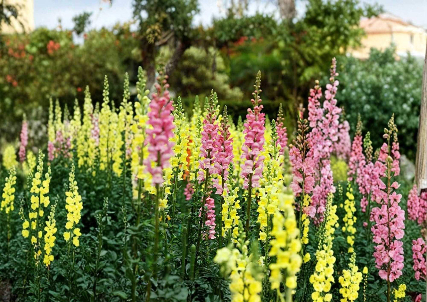 Russell Lupine Seeds - 50+ Mixed Color Perennial Flower Seeds, Non-GMO, Pollinator-Friendly for Garden Planting, Hummingbirds & Bees