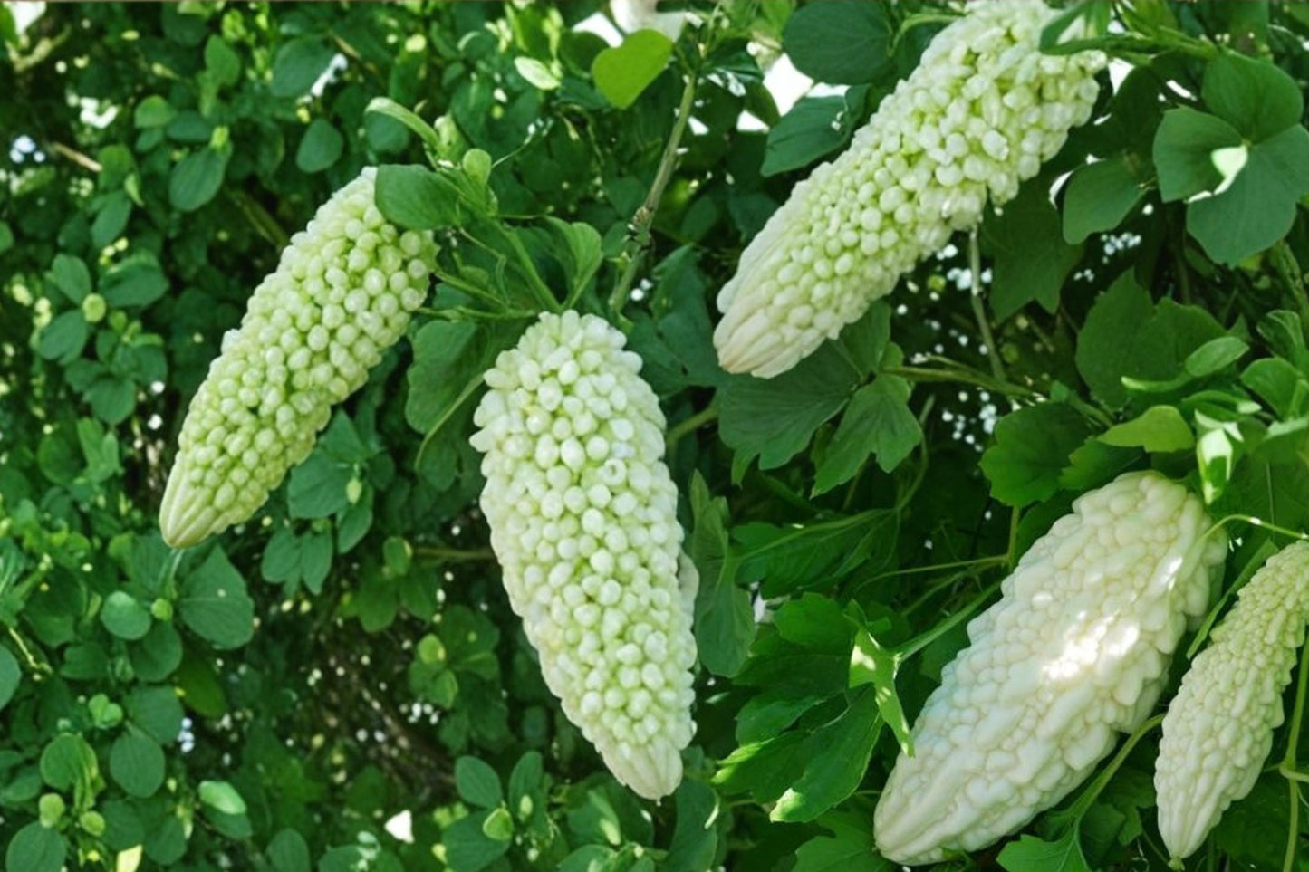 White Bitter Gourd Seeds - 10 Pack - Momordica charantia - Climbing Vegetable Vine for Home Gardening and Unique Culinary Use