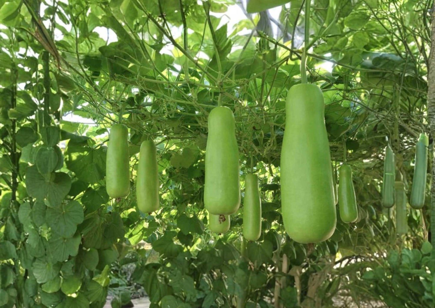 Calabash Bottle Gourd Seeds - 15+ Rare Heirloom Seeds, Chinese Lauki Opo Squash, Edible Gourd for Garden Planting