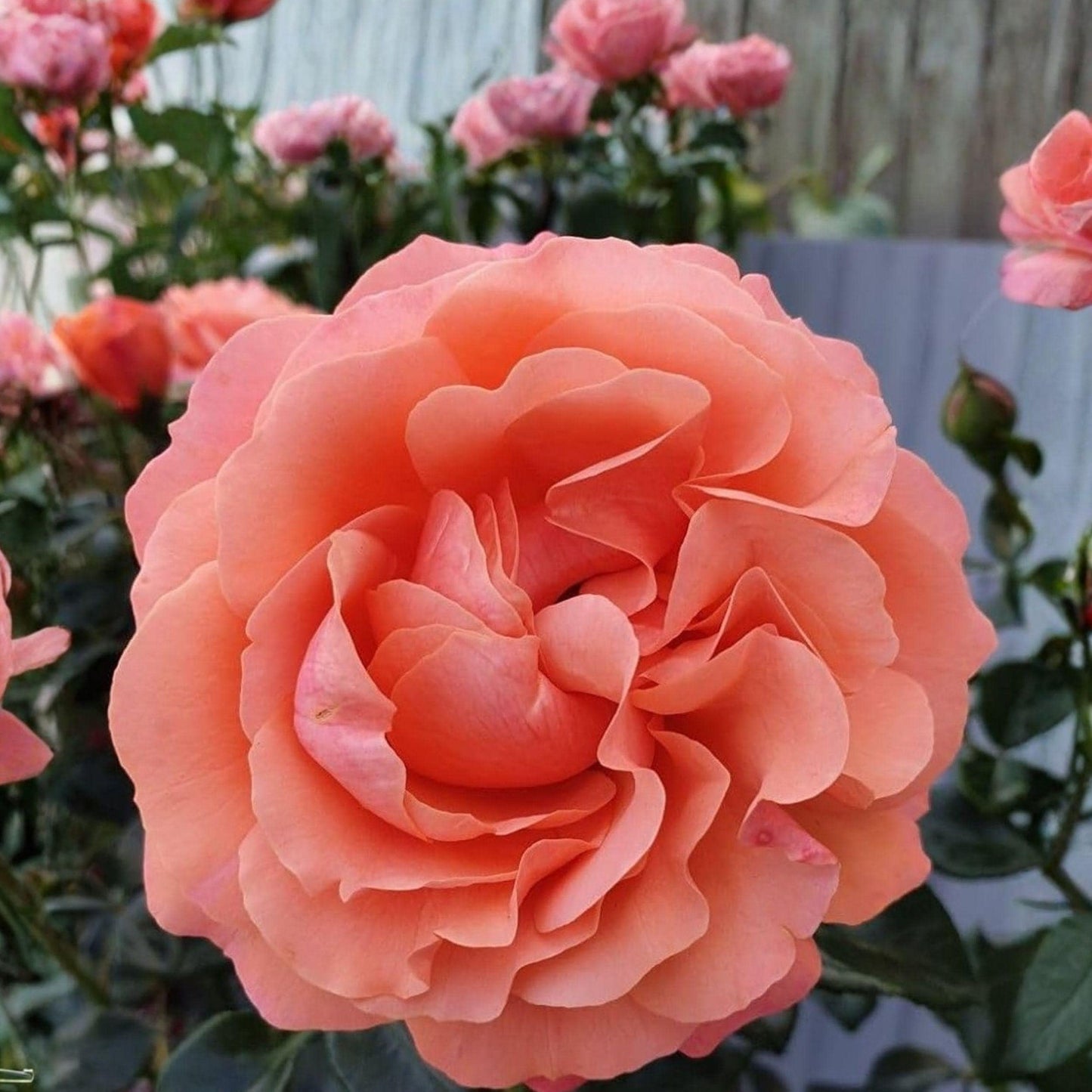 Coral Rose Cuttings, 4 Unrooted Stems, Rosa Floribunda, Bushy Shrub for Gardens, Ornamental Landscape Planting