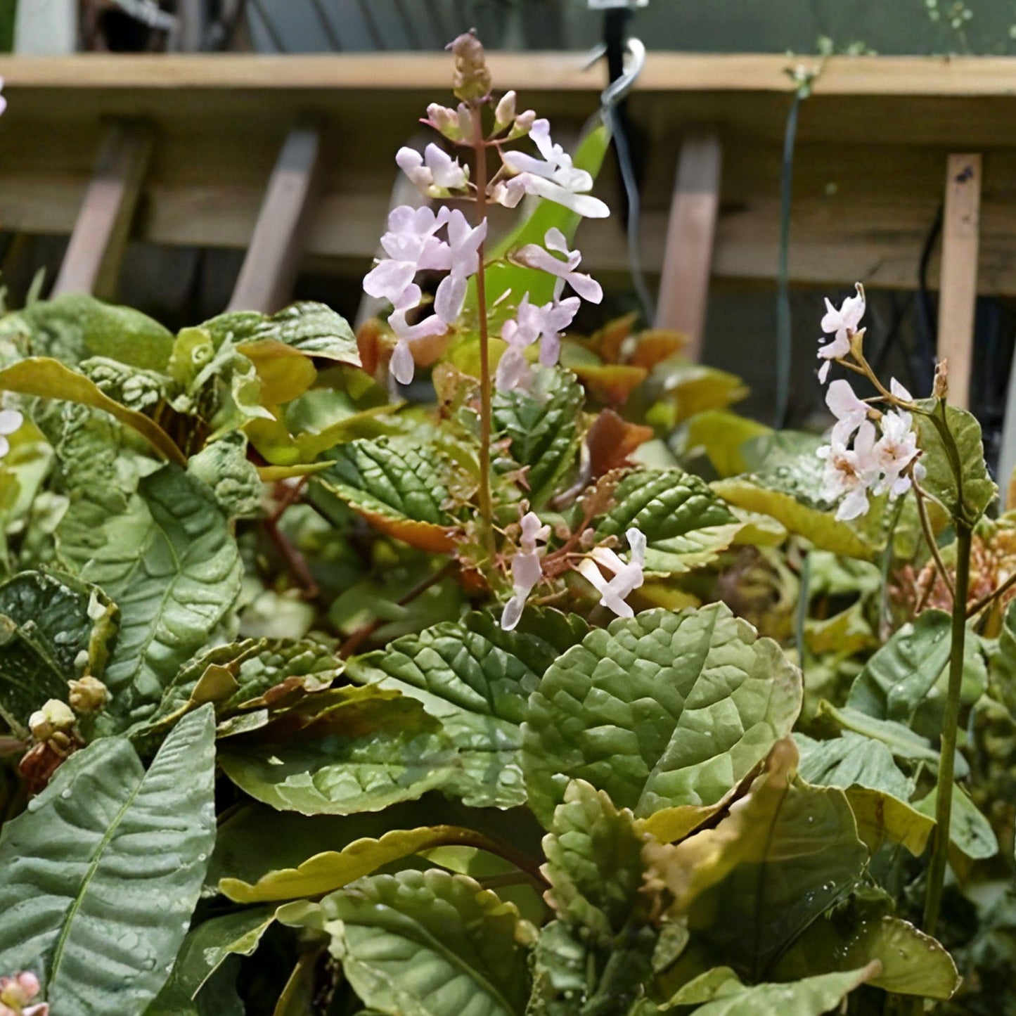 Purple Swedish Ivy Cuttings - 4 Unrooted Stems, Trailing Houseplant - Plectranthus verticillatus, Green & Purple Foliage
