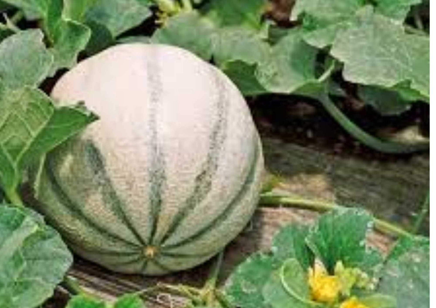 Charentais Melon Seeds - 25+ Heirloom Organic Cantaloupe Seeds, Sweet Orange Flesh, Aromatic Fruit - Cucumis melo