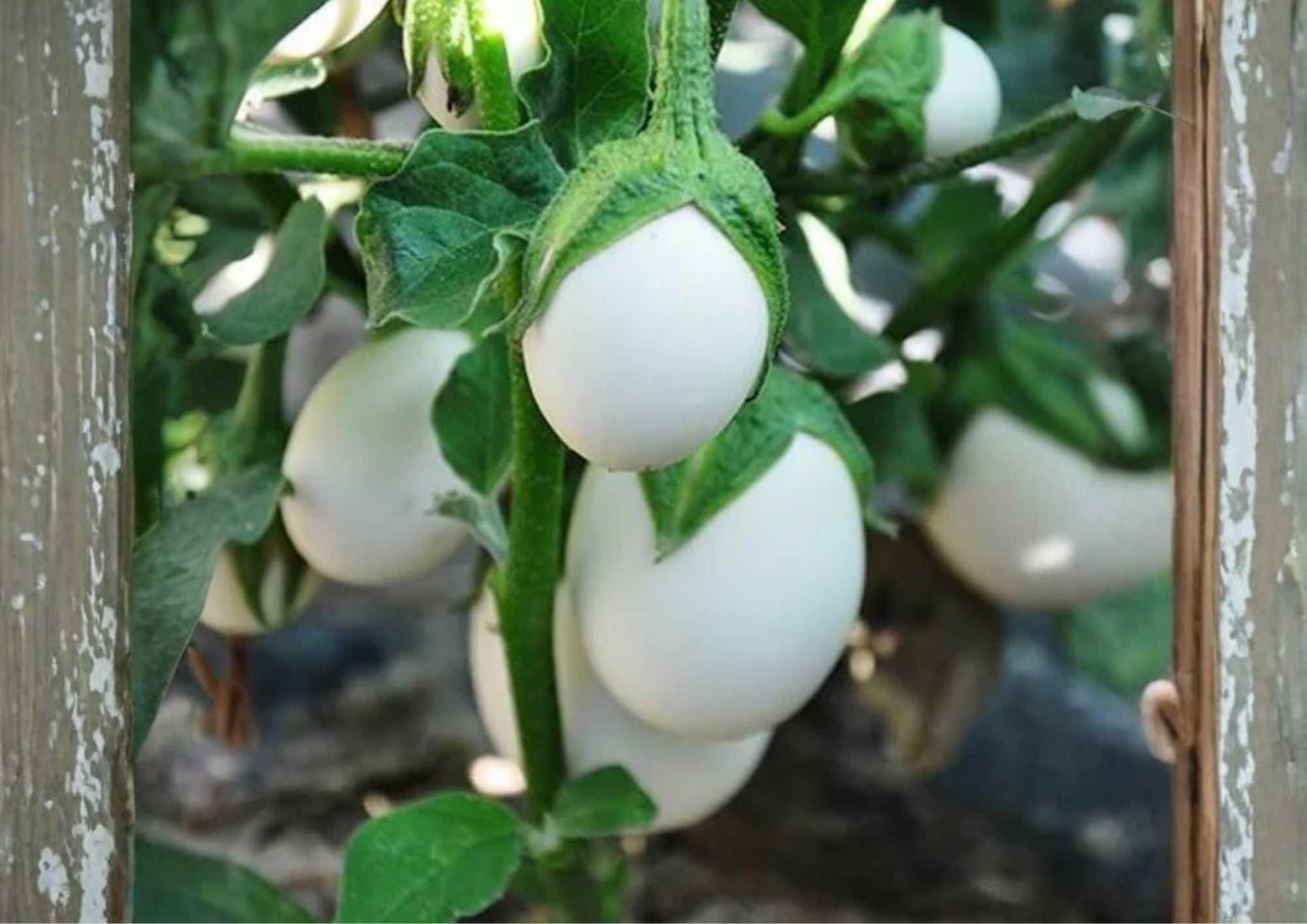 White Egg Eggplant Seeds - 200+ Heirloom Organic Non-GMO Rare Vegetable Seeds - Solanum melongena