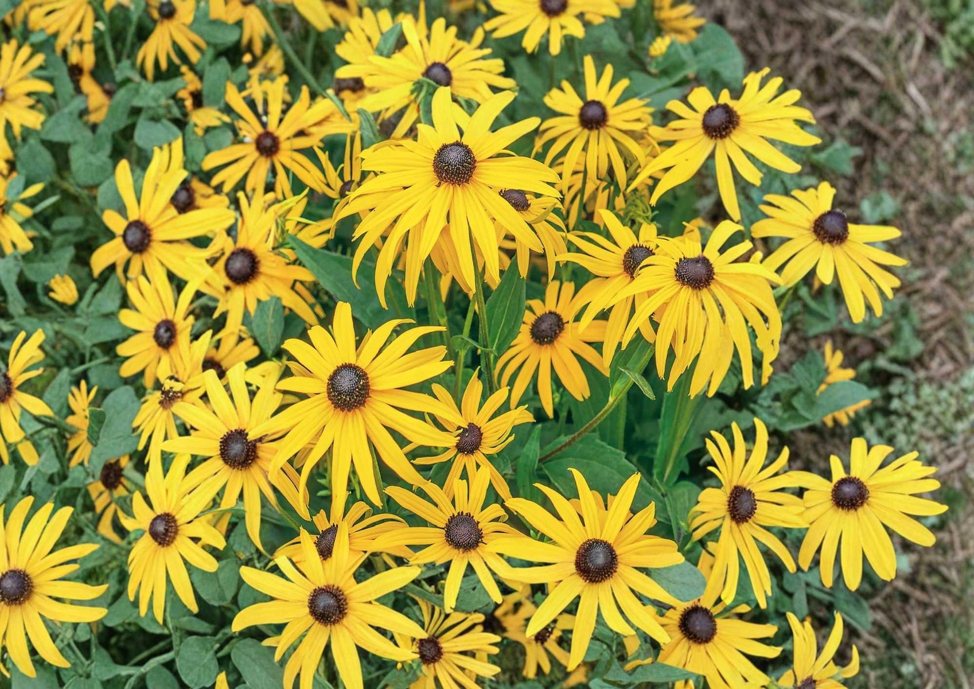 Maximilian Sunflower Seeds - 100+ Perennial Heirloom Non-GMO Yellow Blooms for Garden Planting - Pollinator Friendly