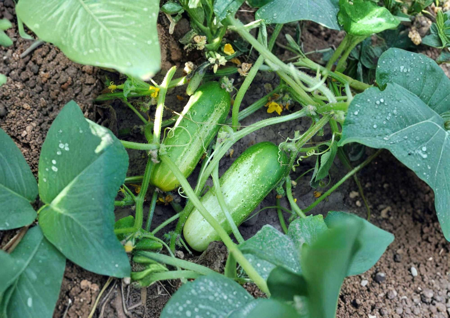 Beit Alpha Cucumber Seeds - 100+ Heirloom Organic Non-GMO Vegetable Seeds for Garden Planting, Persian Lebanese Crisp