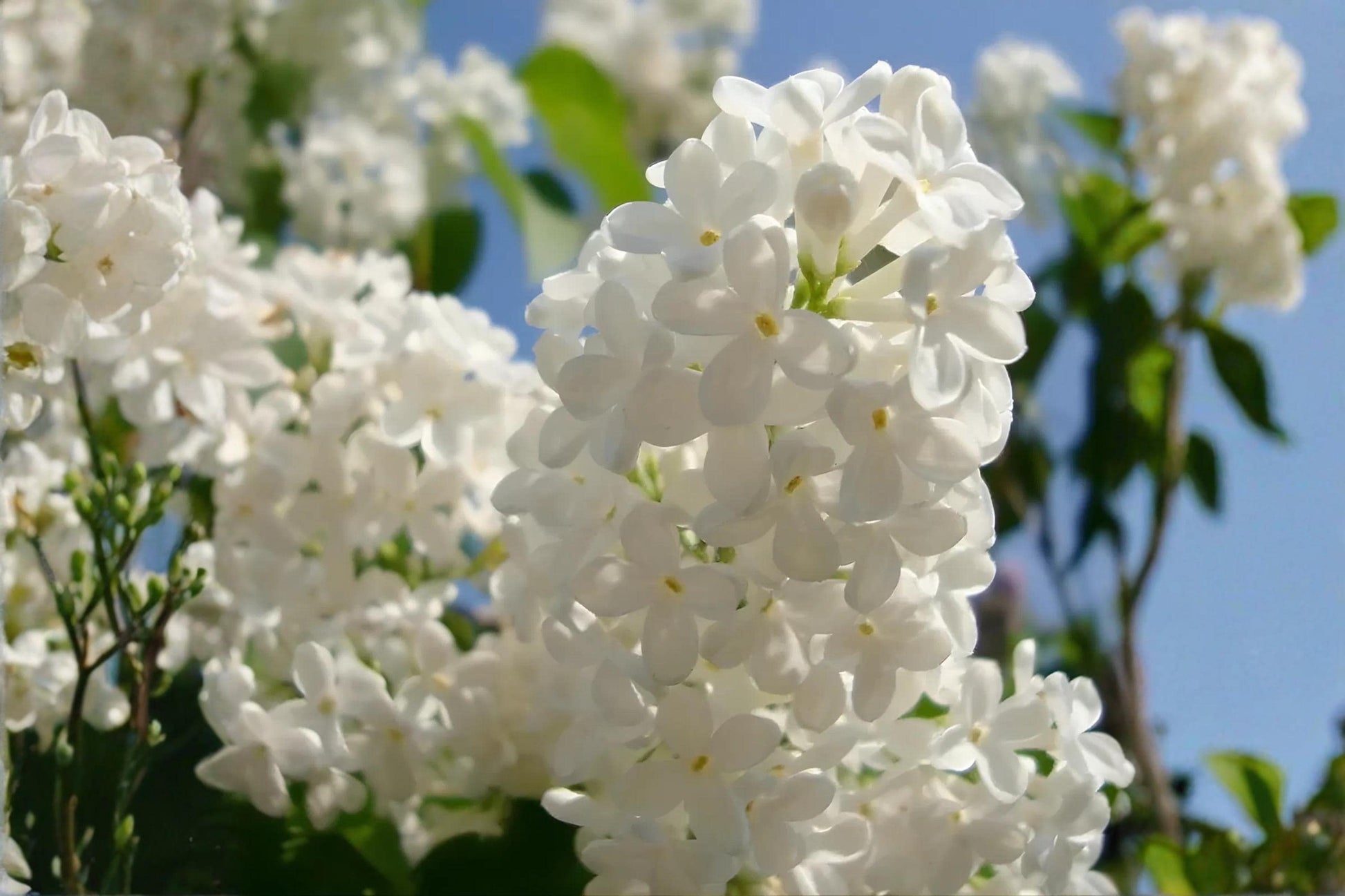 Japanese Tree Lilac Seeds - 10 Fragrant Syringa amurensis japonica - Elegant Ornamental Tree for Summer Blooms