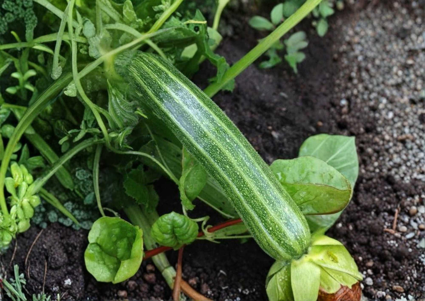 Black Beauty Zucchini Seeds - 25+ Heirloom Non-GMO Vegetable Seeds for Garden Planting, Dark Green Summer Squash