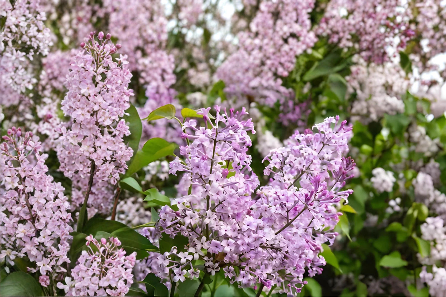 Fragrant Lilac Seeds (25) - Early Blooming Purple to Pink Flowers - Syringa oblata - Hardy for Hedges & Borders