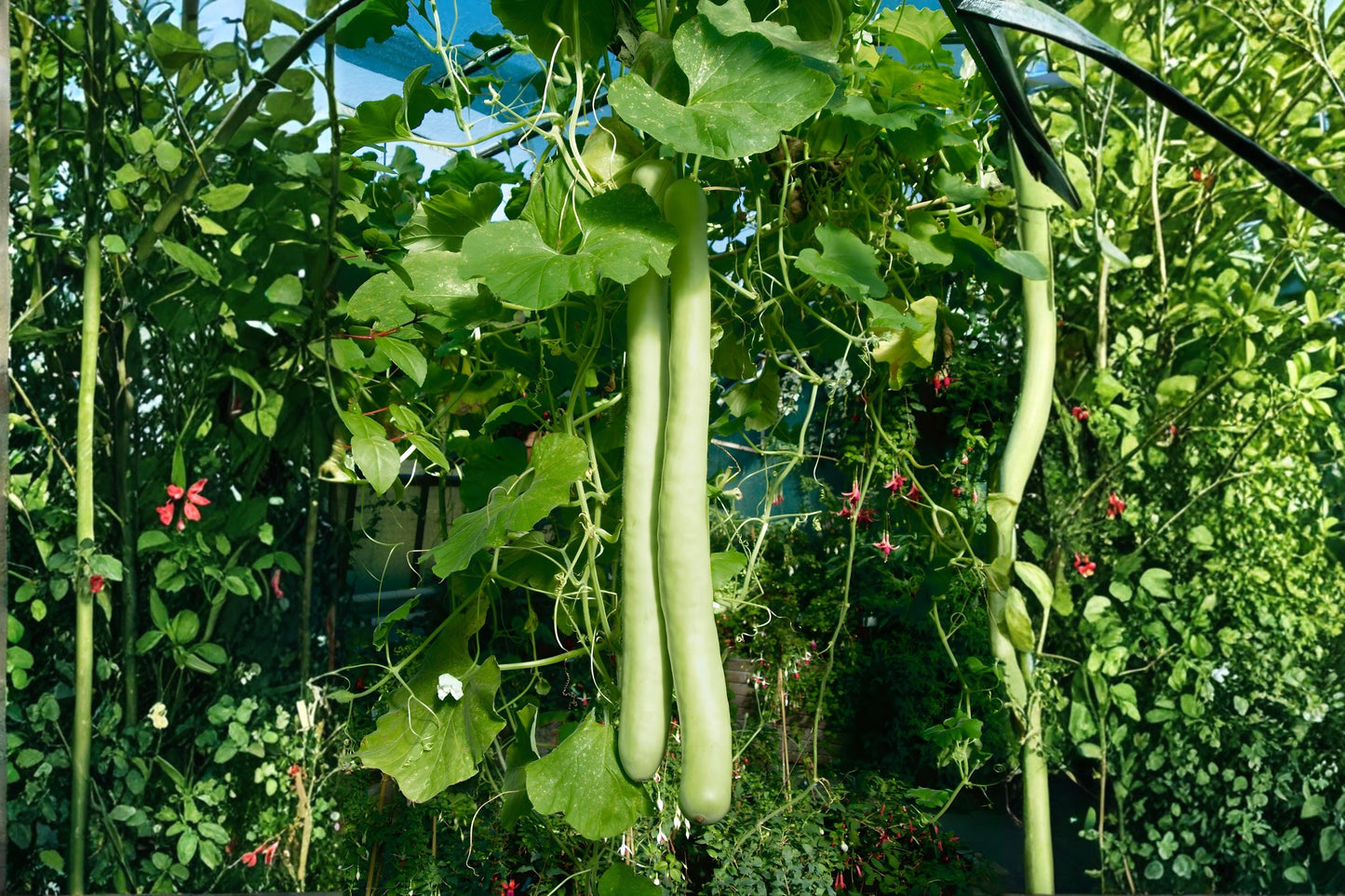 Snake Gourd Seeds (10) - Fast-Growing Climbing Vine, Lagenaria siceraria, Ideal for Gardens and Trellises