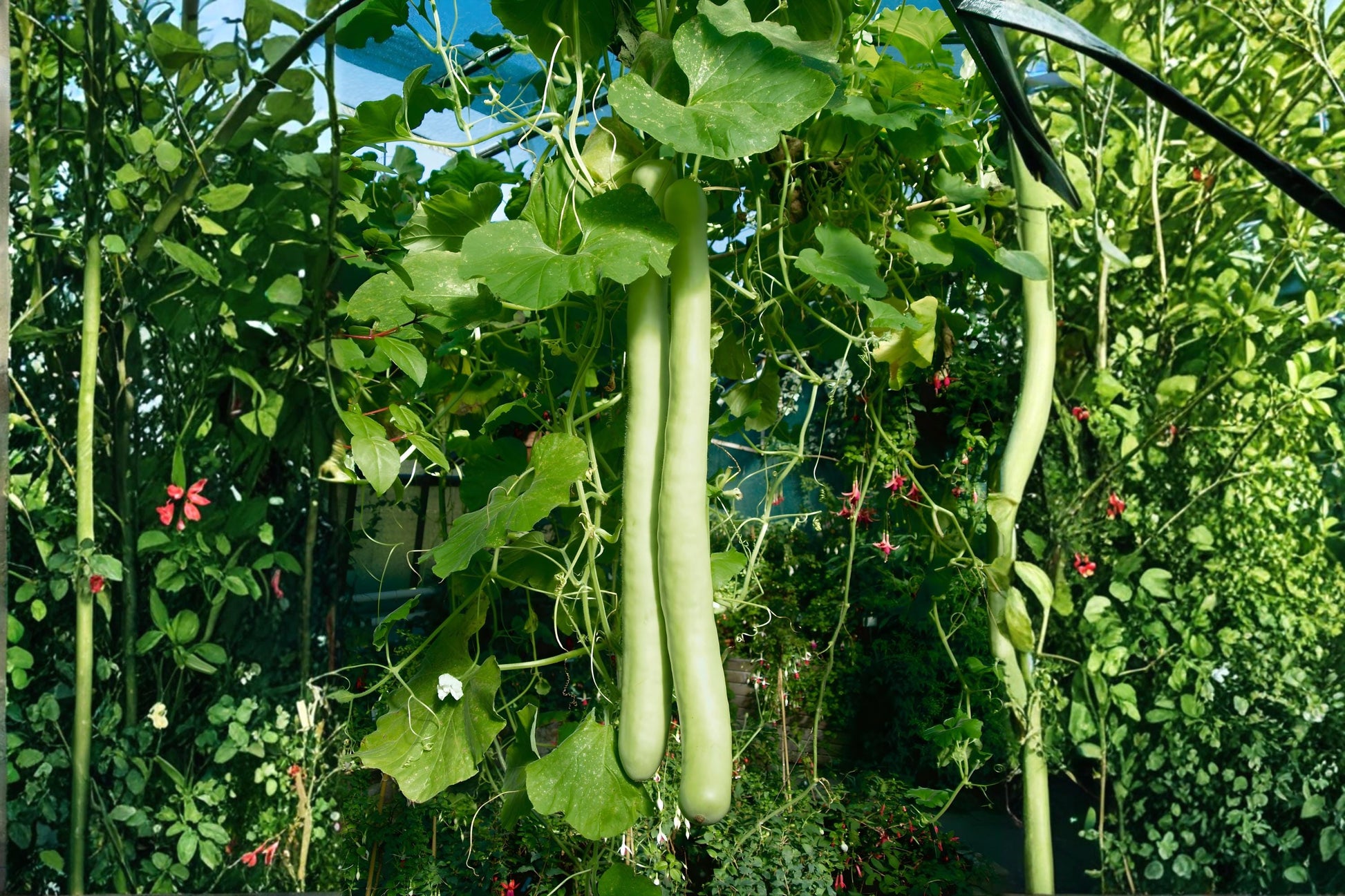 Snake Gourd Seeds (10) - Fast-Growing Climbing Vine, Lagenaria siceraria, Ideal for Gardens and Trellises