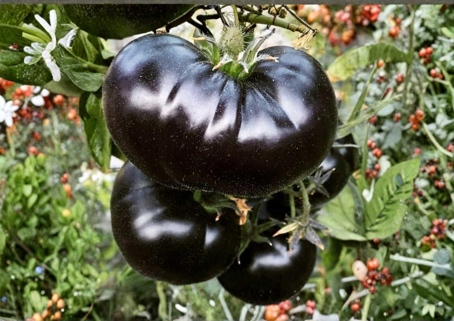 Black Beauty Tomato Seeds - 120+ Heirloom Vegetable Seeds, Dark Purple Beefsteak, Non-GMO, High Yield (Solanum lycopersicum)