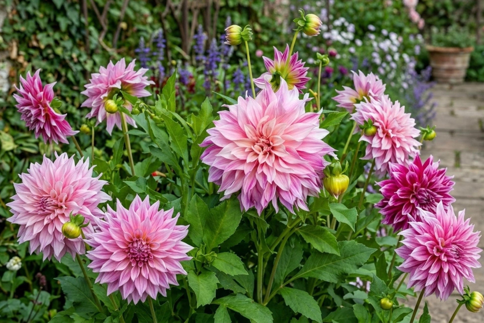 Dinnerplate Dahlia Bulb Clump 'Cafe au Lait' Royal - Dahlia pinnata - Creamy Pink Flowers for Spring Planting