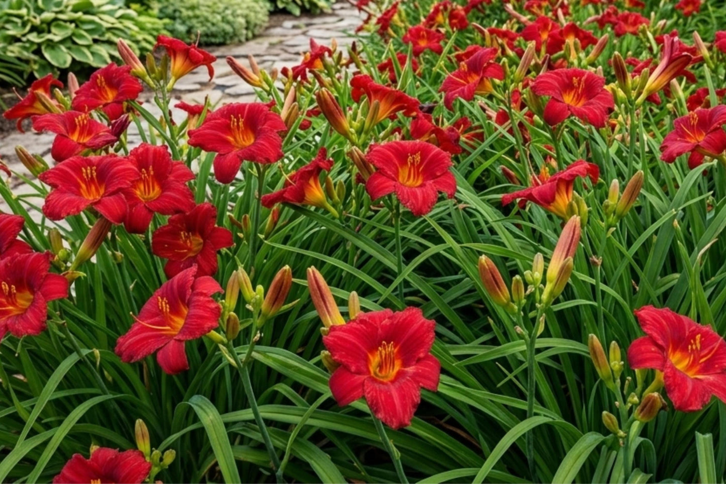Daylily Bulbs 2 Pack 'Little Business' Bare Root Hemerocallis Perennial Flower Easy to Grow, Vibrant Blooms for Gardens