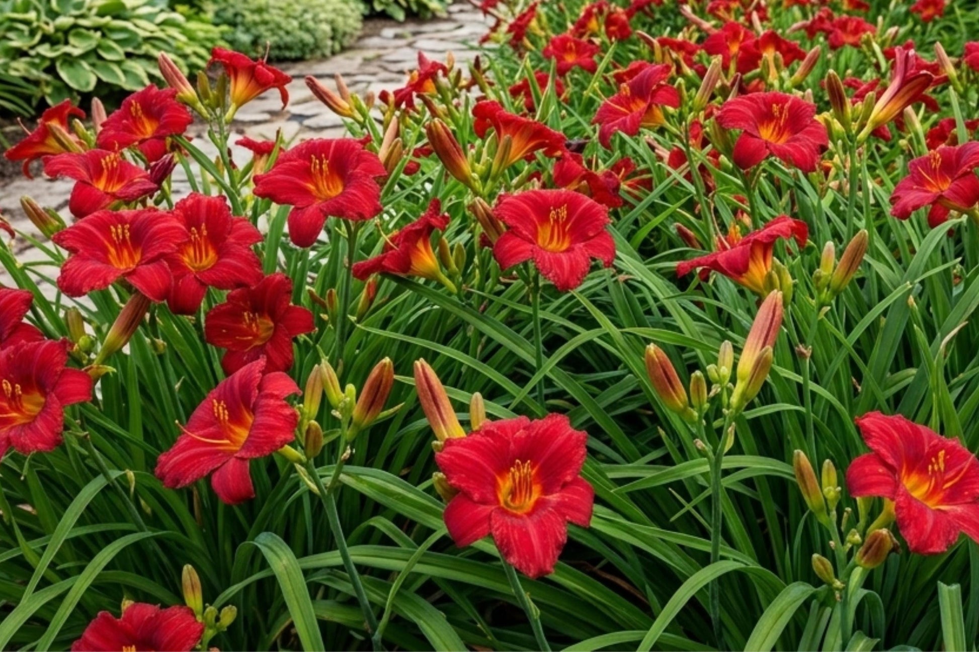 Daylily Bulbs 2 Pack 'Little Business' Bare Root Hemerocallis Perennial Flower Easy to Grow, Vibrant Blooms for Gardens