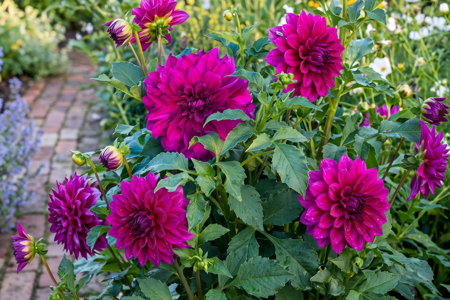 Purple Taiheijo Dinner Plate Dahlia Bulb Tuber Clump - Perennial Flower - Dahlia pinnata - Vibrant Purple Blooms