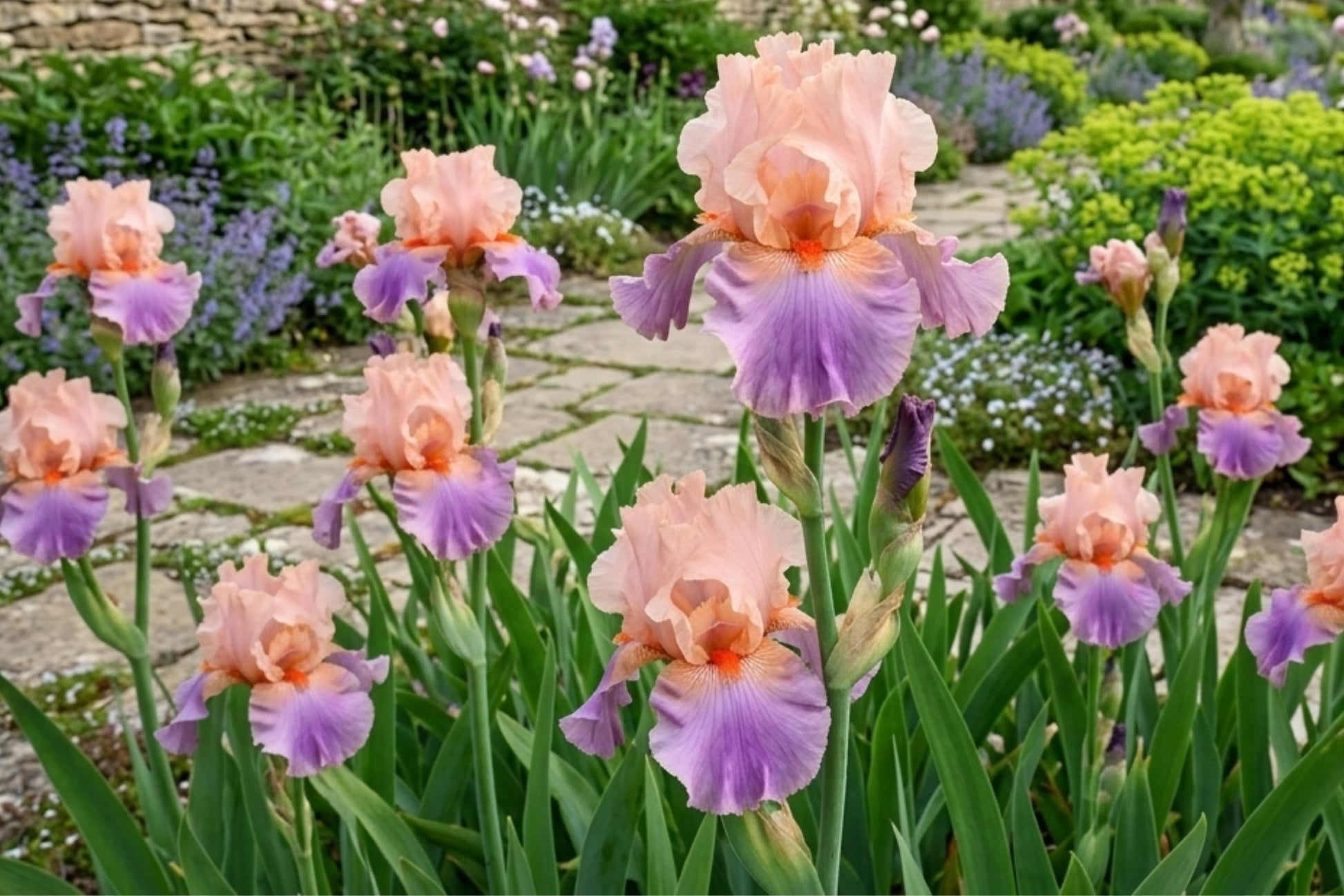 German Bearded Iris Bulb Rhizomes – Pastel Colors, Iris germanica for Garden Flowers, Easy to Grow, Attracts Pollinators
