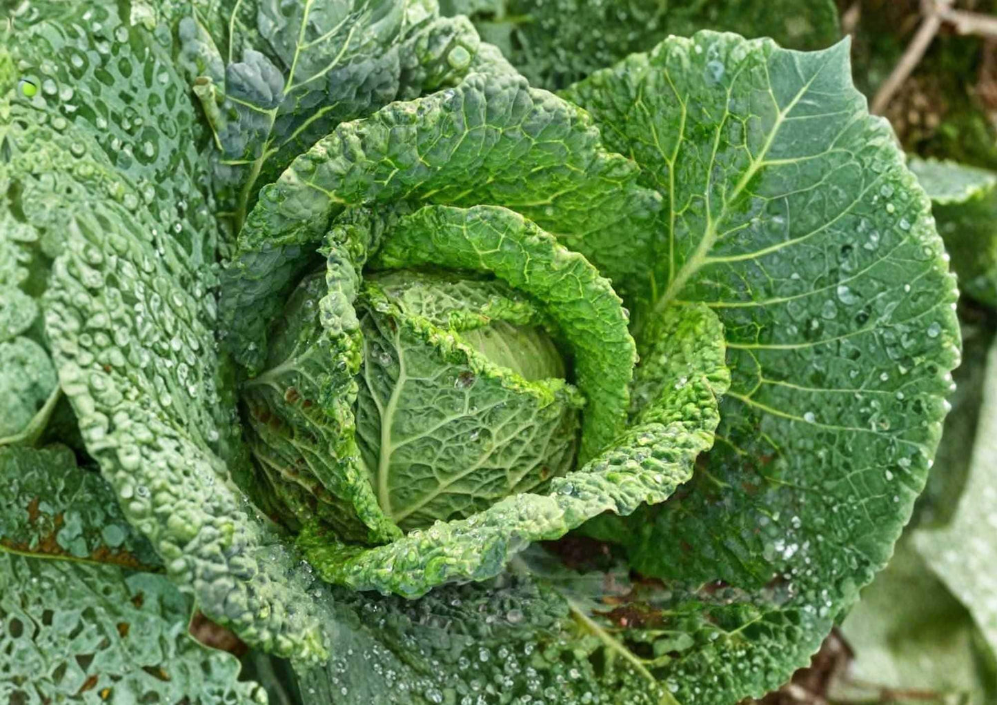 Savoy Perfection Cabbage Seeds - 500+ Heirloom Non-GMO Vegetable Seeds for Garden Planting, Crinkled Green Heads