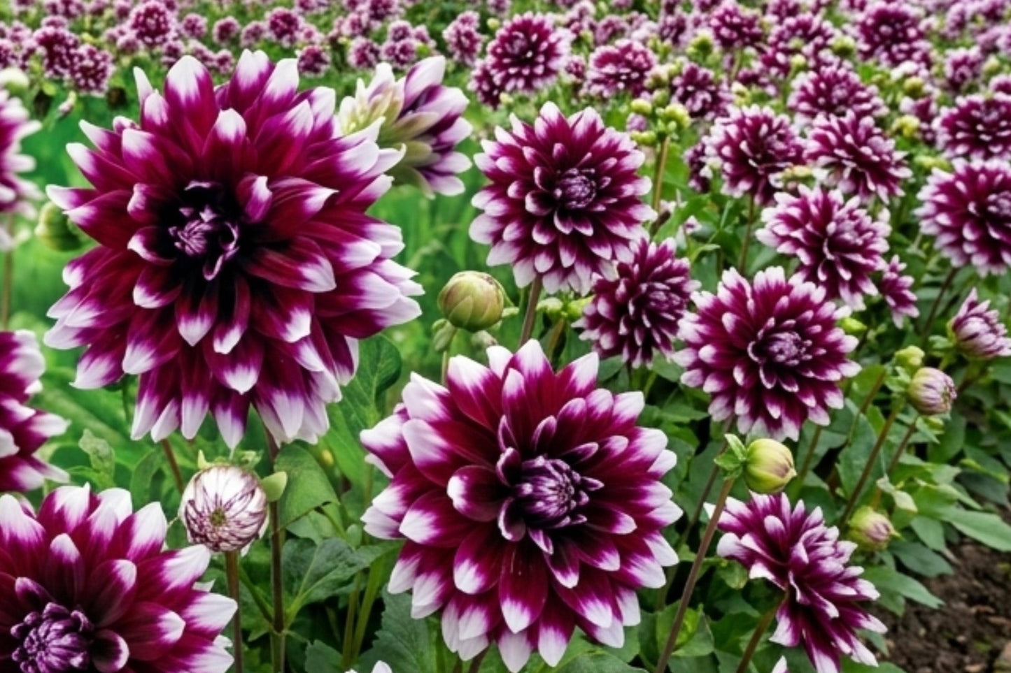 Dinner Plate Dahlia Bulb Clump, MYSTERY DAY Variety, 8-10" Blooms, Dahlia pinnata, Vibrant Garden Flowers