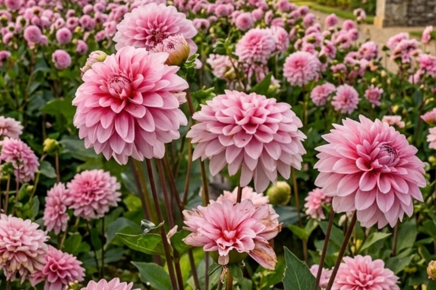 Strawberry Cream Dahlia Bulb Tuber Clump - Decorative Perennial Flower - Dahlia 'Strawberry Cream' - Non-GMO & High Quality
