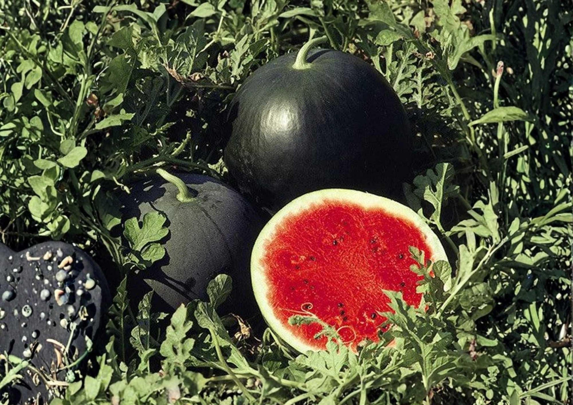 Florida Giant Watermelon Seeds - Heirloom Organic Non-GMO Rare Fruit Seeds for Garden Planting - Citrullus lanatus