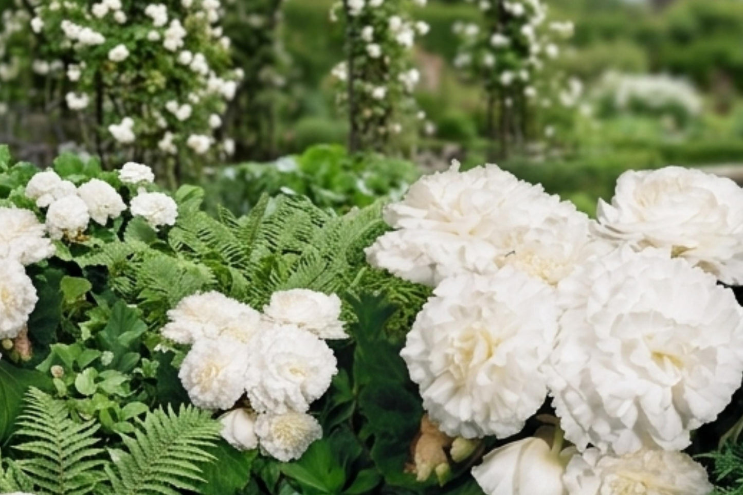 Non-Stop White Double Begonia Bulbs - 4 Live Plants, Begonia x tuberhybrida, Evergreen Blooms Until Frost