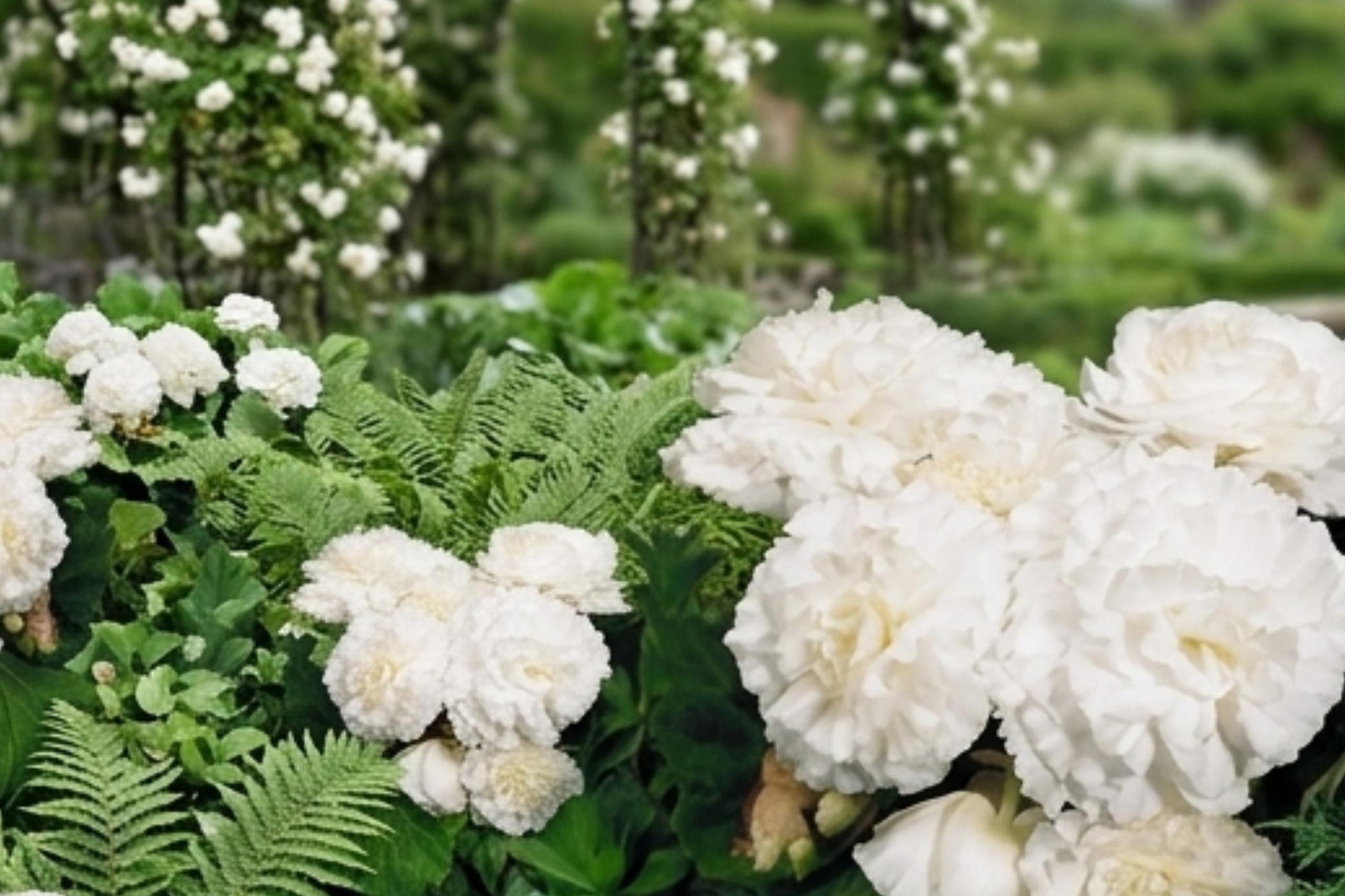Non-Stop White Double Begonia Bulbs - 4 Live Plants, Begonia x tuberhybrida, Evergreen Blooms Until Frost