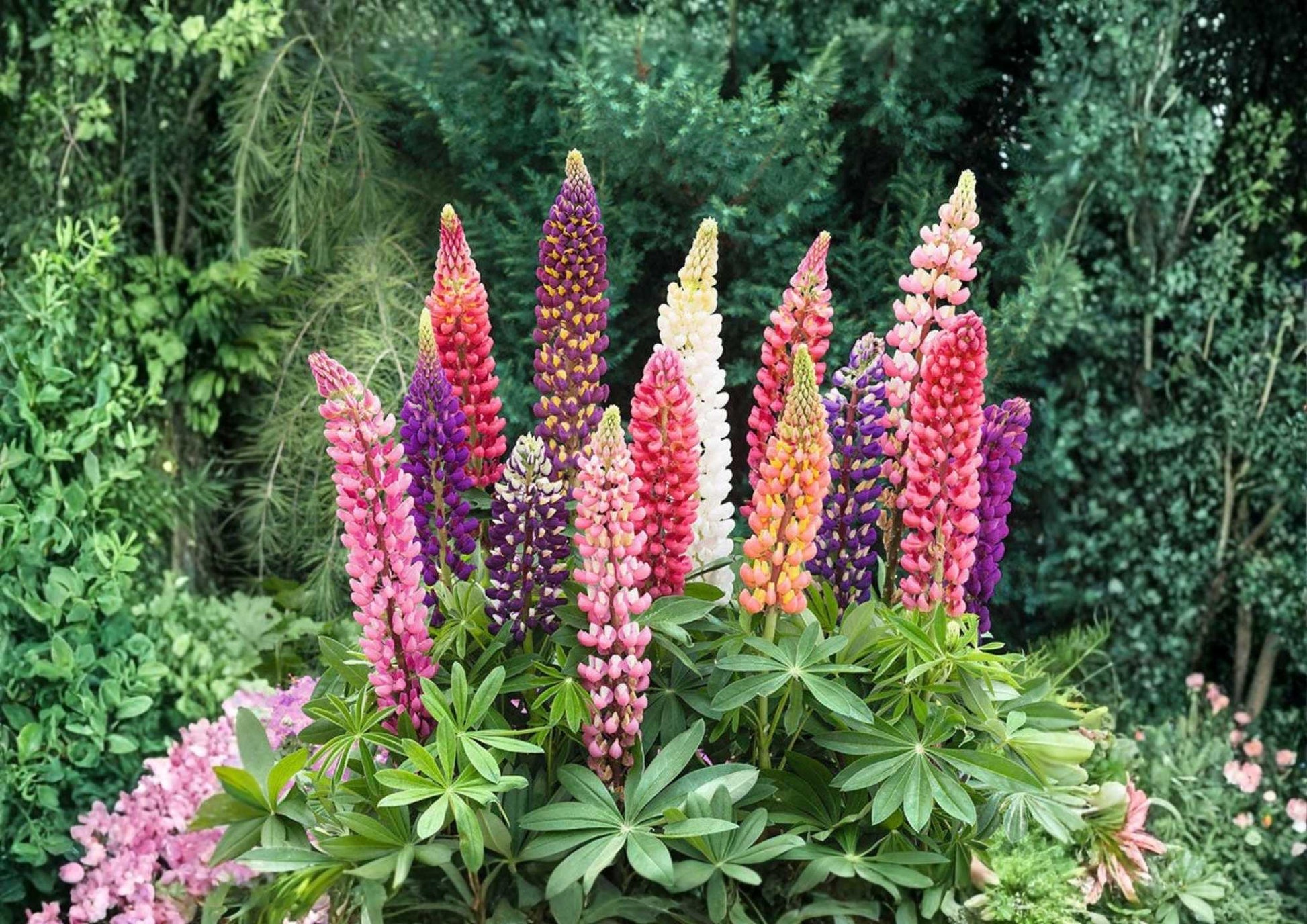 50+ Russell Lupine Seeds Mixed Colors Perennial Flower for Garden Planting, Pollinator Friendly, Fast Growing (Lupinus polyphyllus)