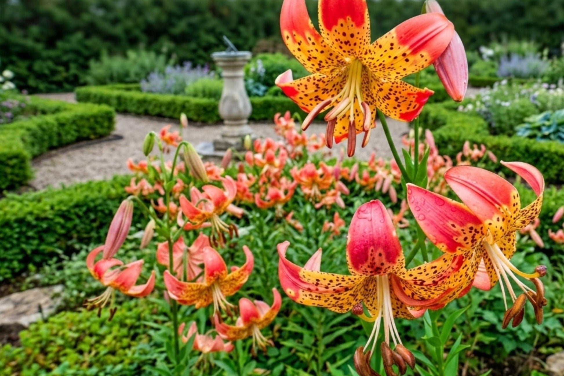 Fusion Lily Flower Bulbs (2 Bulbs) - Attracts Butterflies, Lilium hybrid, Fall Planting, Vibrant Blooms for Gardens