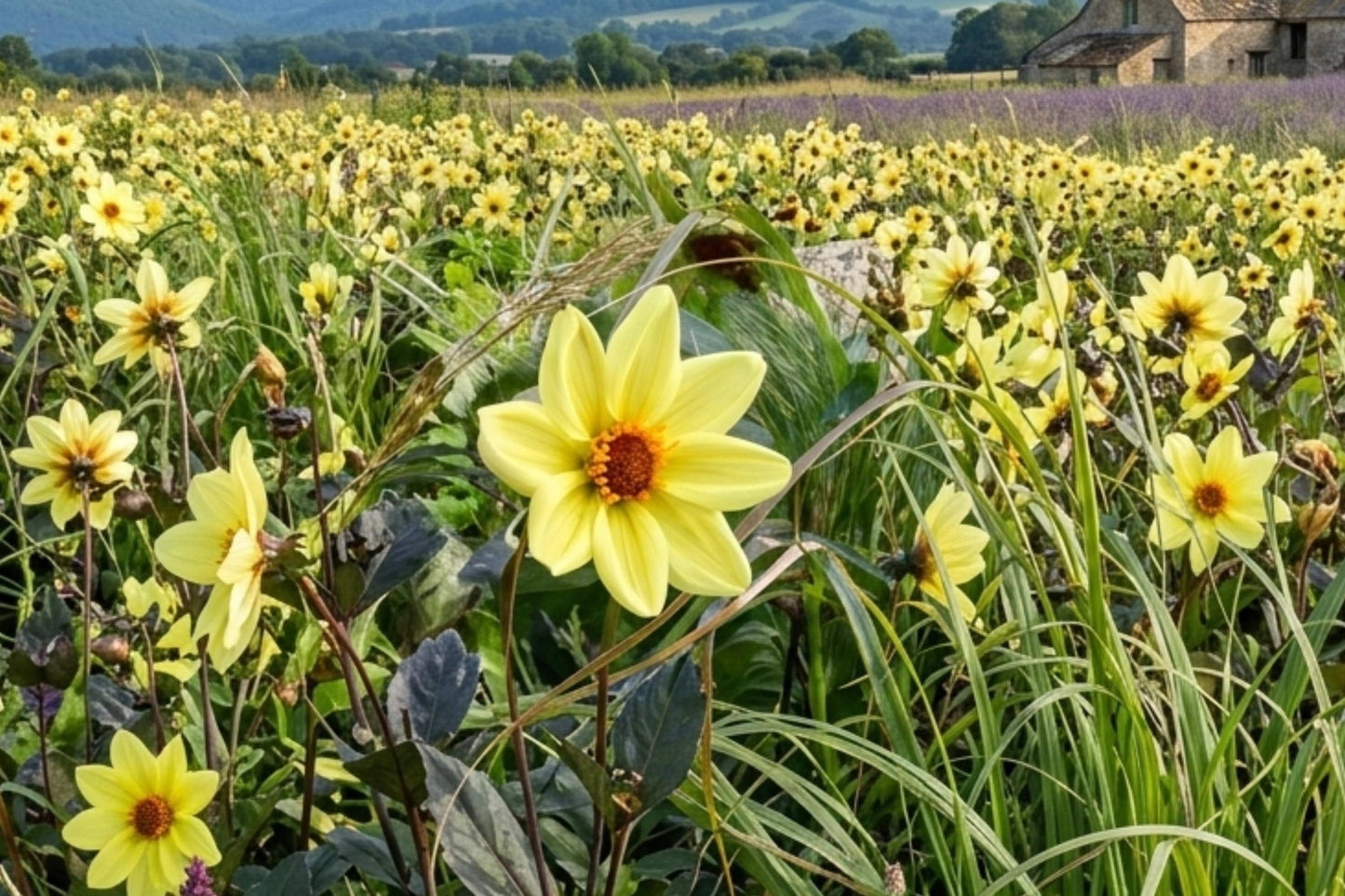 Single Flowered Dahlia Bulb Tuber Clump - TOURNESOL - Large 6" Blooms - Dahlia pinnata - Vibrant Garden Flowers