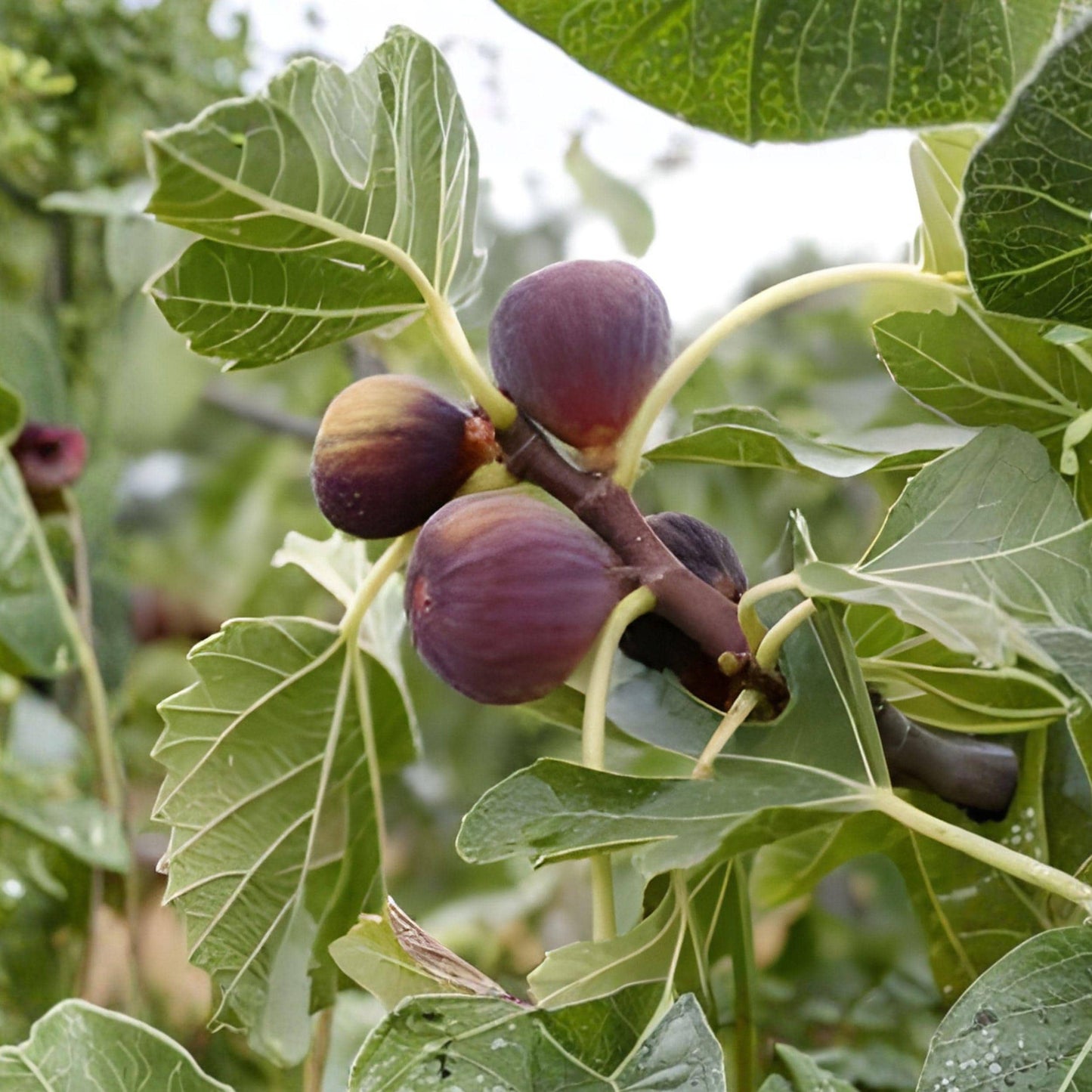 Magnolia Fig Tree Plant, 6–14 Inch Starter, Sweet Figs, Ficus carica, Ideal for Gardens and Containers, Fruit Tree